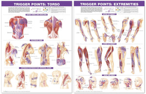 Anatomical Charts