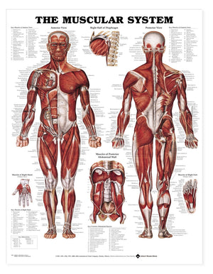 Anatomical Charts