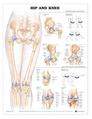 Anatomical Charts