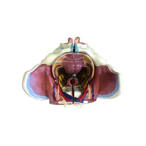 Pelvic Model with Detachable Parts