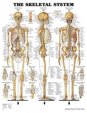 Anatomical Charts