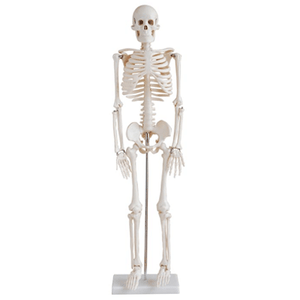 Skeleton - 85cm Tall