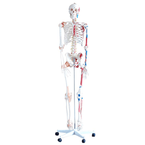 Skeleton - with Muscles and Ligaments 180cm Tall