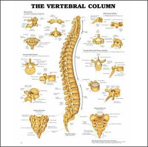 Anatomical Charts