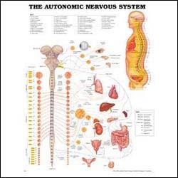 Anatomical Charts