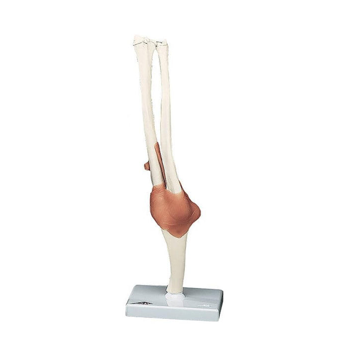 Elbow Joint - Life Size Model