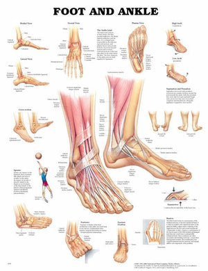Anatomical Charts