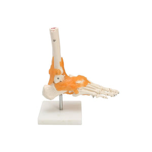 Foot Joint - Life Size with Ligaments Model