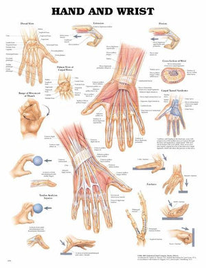 Anatomical Charts