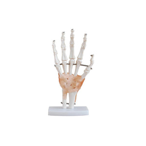 Hand Joint - Life Size Model with Ligaments