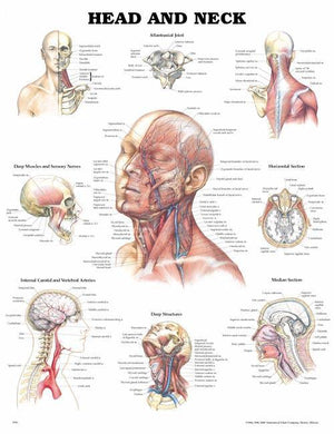 Anatomical Charts