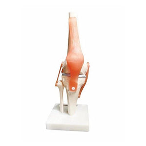 Knee Model - Life Size Knee Joint