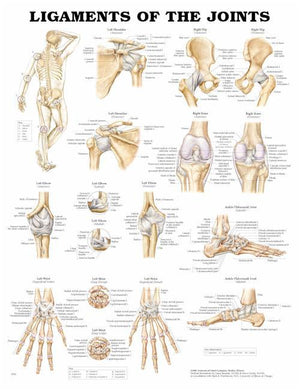Anatomical Charts