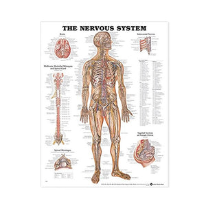 Anatomical Charts