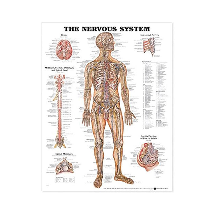 Anatomical Charts