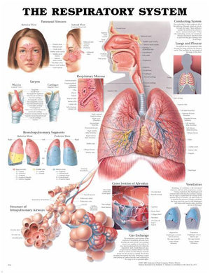 Anatomical Charts