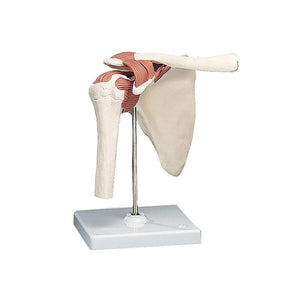 Shoulder Joint - Life Size