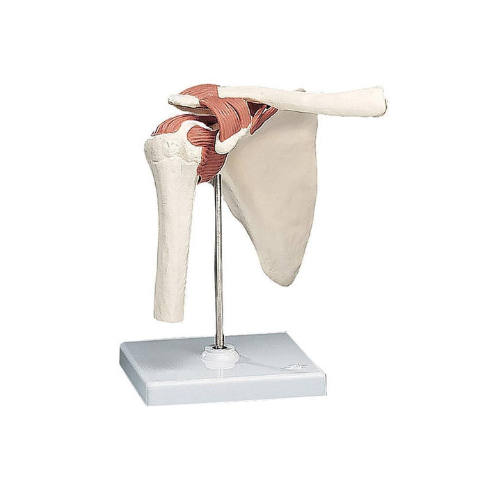 Shoulder Joint - Life Size