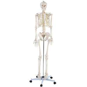 Skeleton - Life Size 180cm Tall