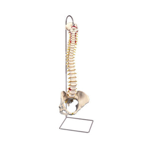 Flexible Vertebral Column Model with Female Pelvis