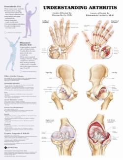 Anatomical Charts